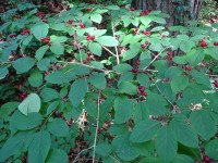 Edible forest
